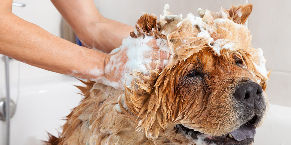 Doggonclean Dog Wash